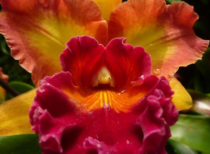 Image: Orchid