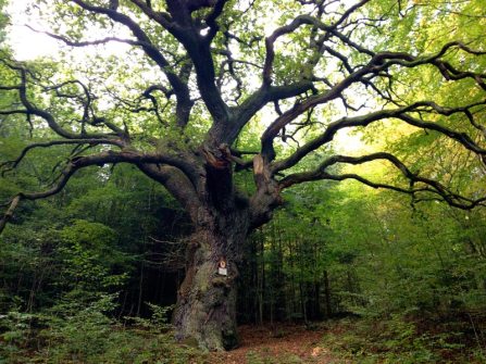 Image: Fairy Tale Tree (550-year-old Oak)