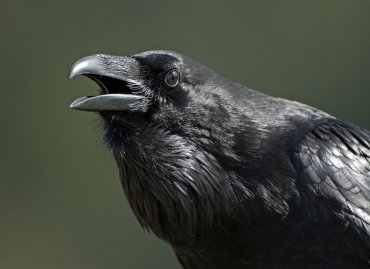 Image: Raven with Beak Open