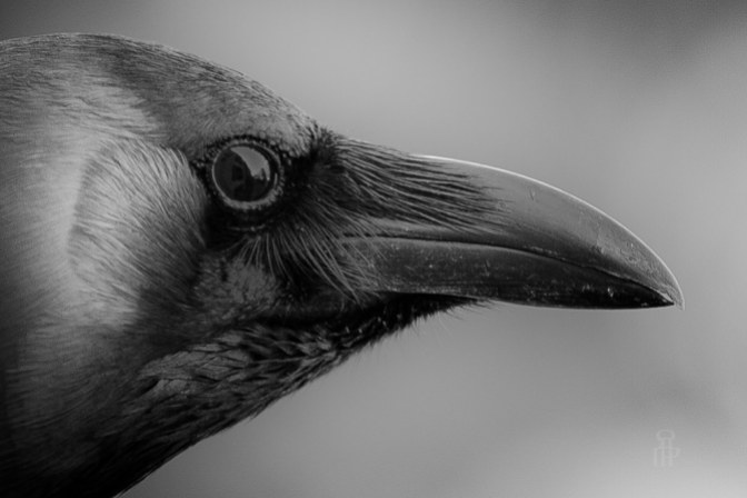 Image: Raven Face
