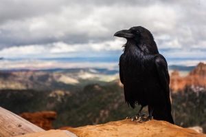 Image: Raven