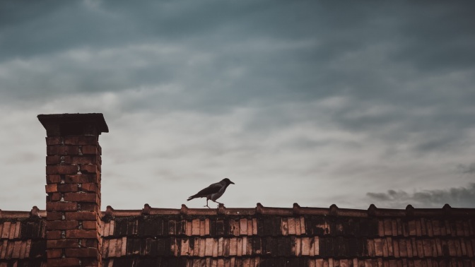 Image: Crow on Rooftop