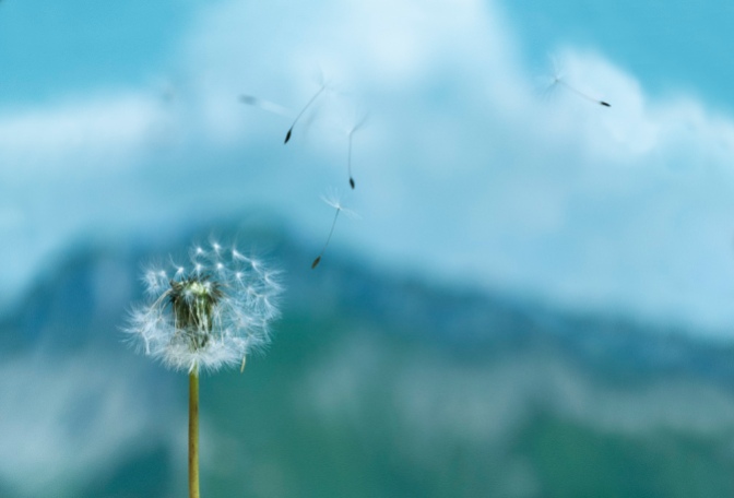 Image: dandelion seeds blowing away